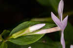 Alabama phlox